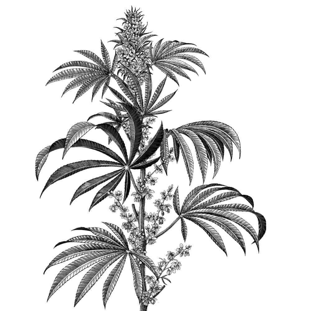 CBD What is CBD?