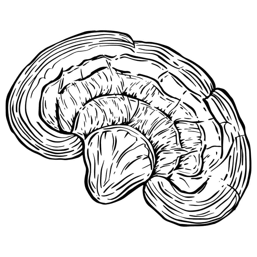 reishi-mushroom-uk reishi mushroom UK