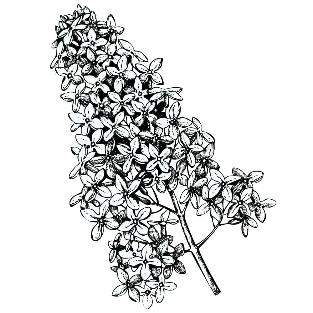 what-are-terpenes What are terpenes?