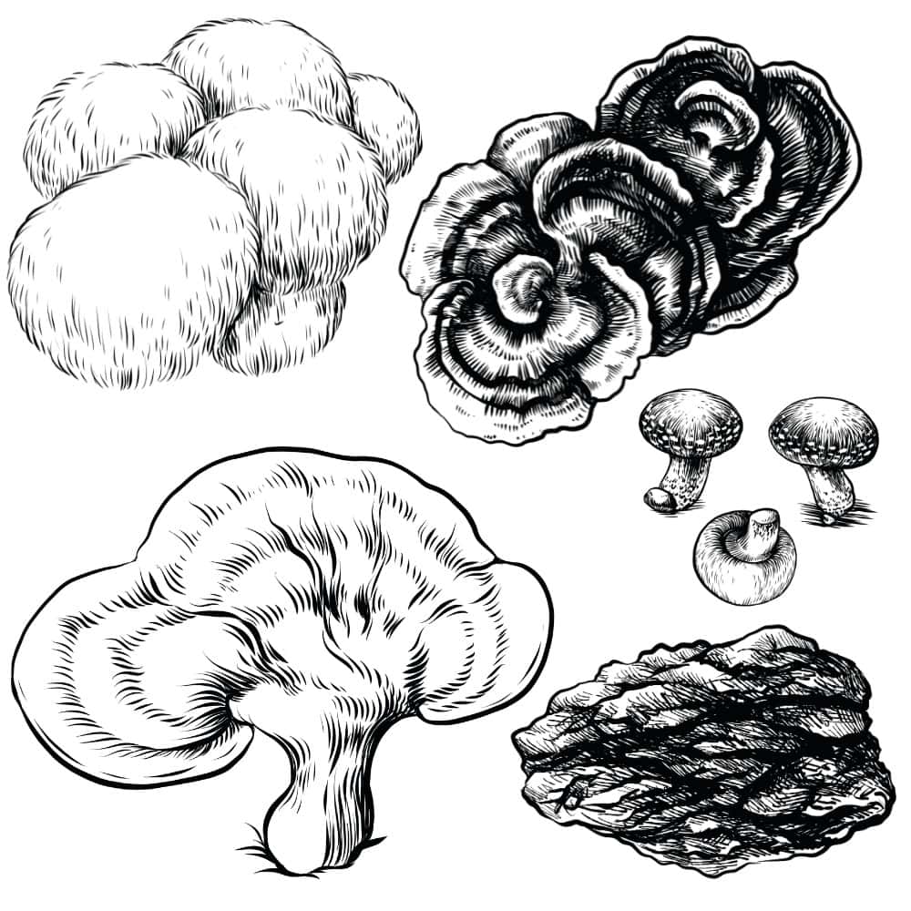 Mushroom Supplements Mushroom Supplements Guide