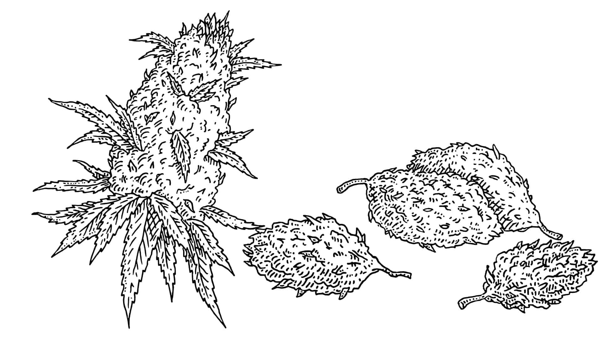 Is CBD Flower legal in the UK?