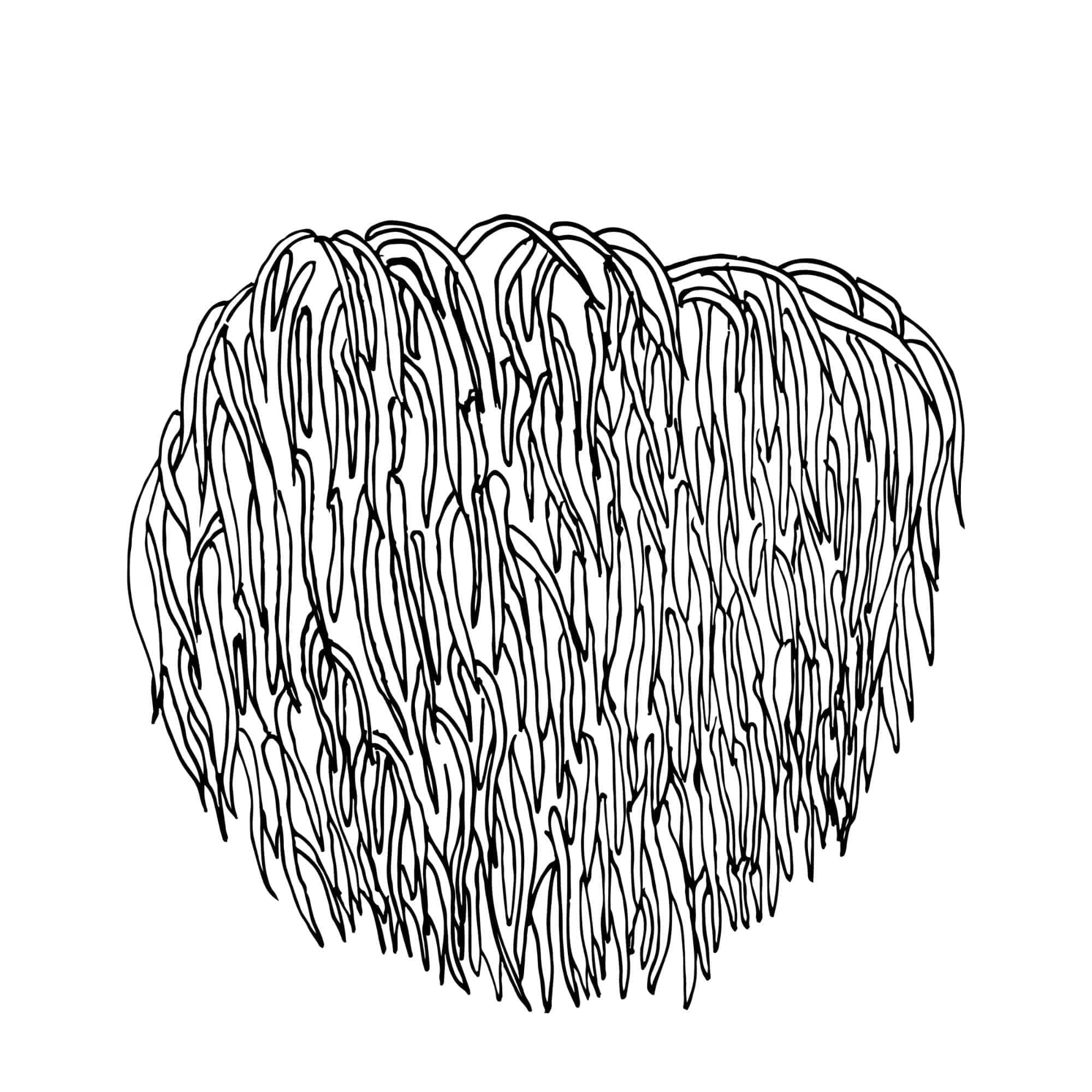 Lion's mane cognitive