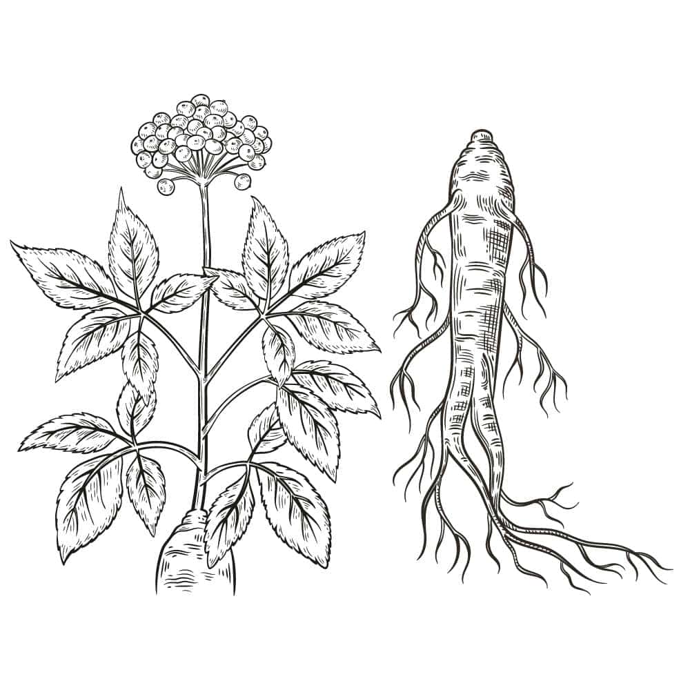 the-benefits-of-ginseng-benefits The Benefits of Ginseng Benefits
