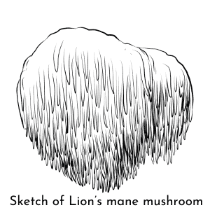 Lions Mane Mushroom Sketch