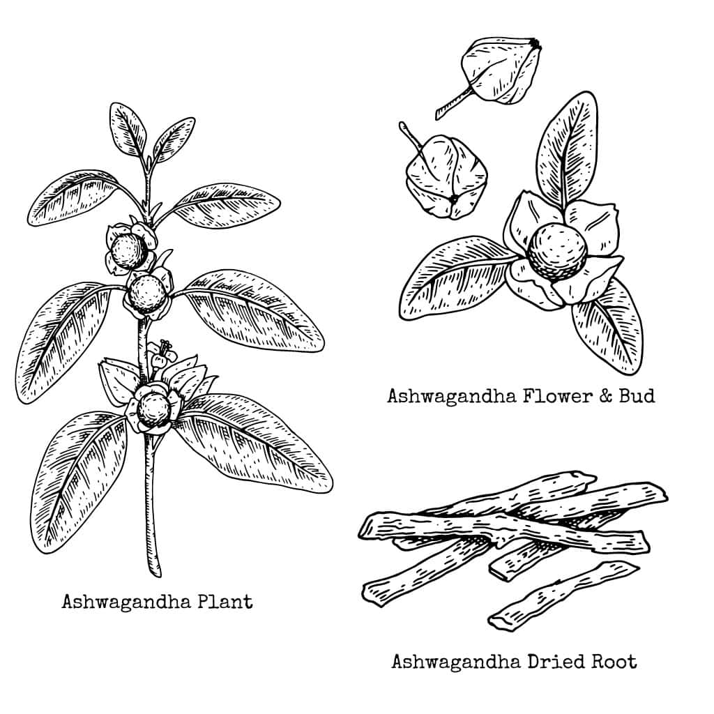 Ashwagandha UK