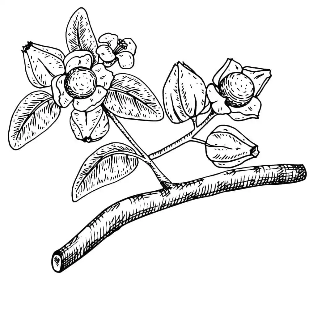 ashwagandha benefits