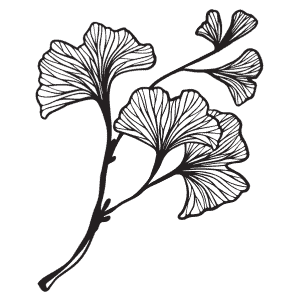 ginkgo biloba